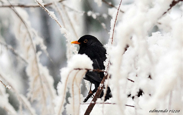 Italian-legend-Giorni-della-merla-Blackbird-days-Coldest-days-year